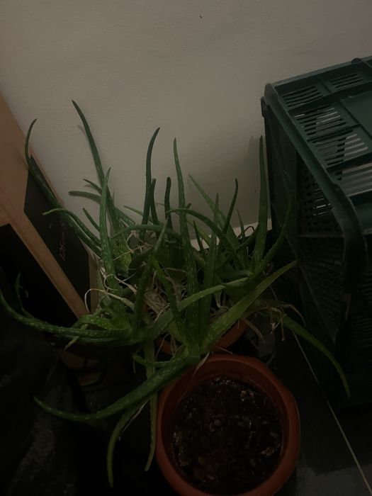 Aloevera