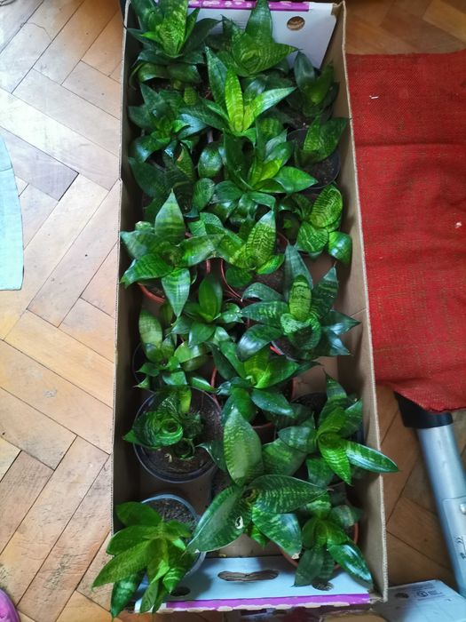 Sansevieria trifaciata mica