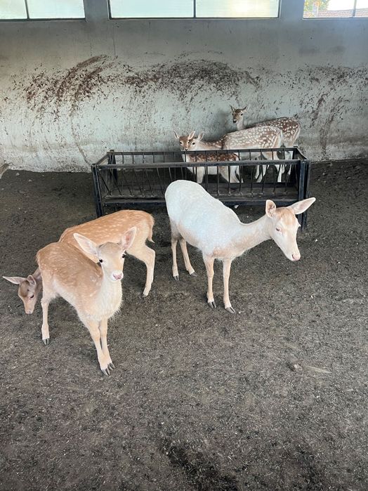 Продавам елени лопатари