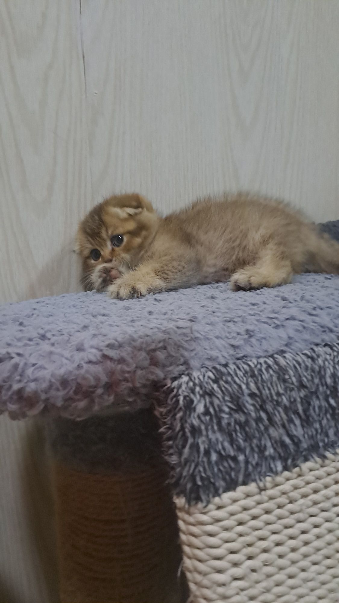 Продается элитный скотиш фолд