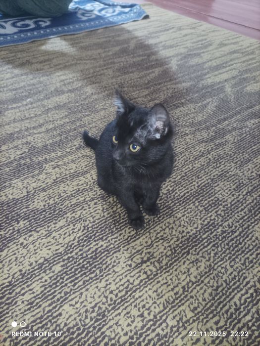 Пышык кишкантай кара.