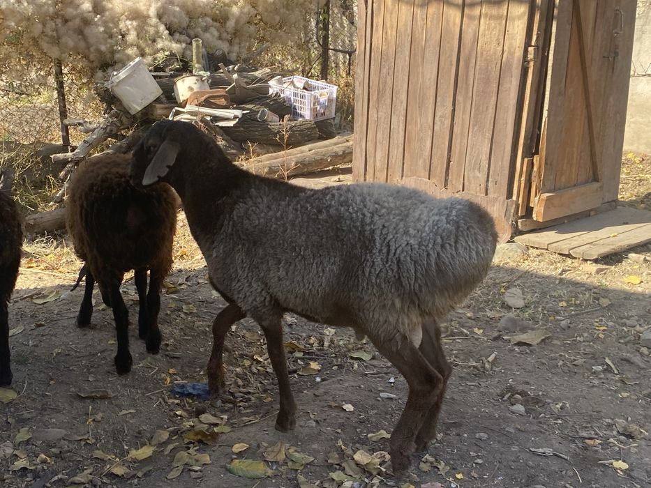 Қошқар сатылады бағасы келсімді