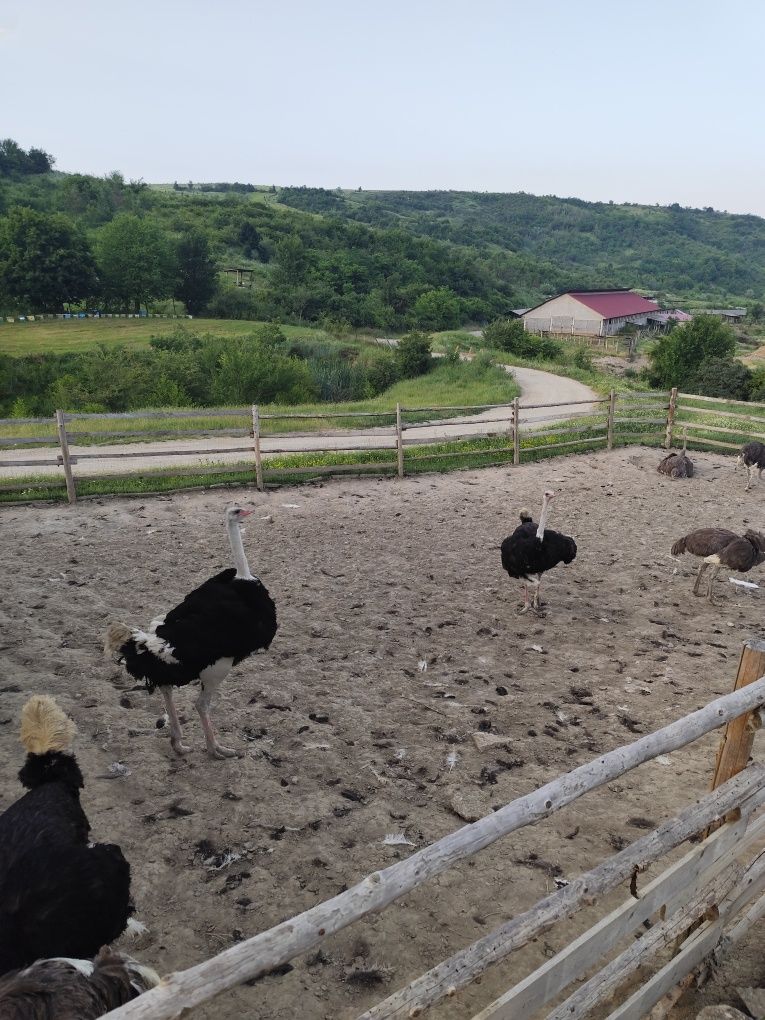 Vând familie de struți