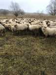 Vând 200oi cu miei  după ele  aceept schimb auto sau tractor