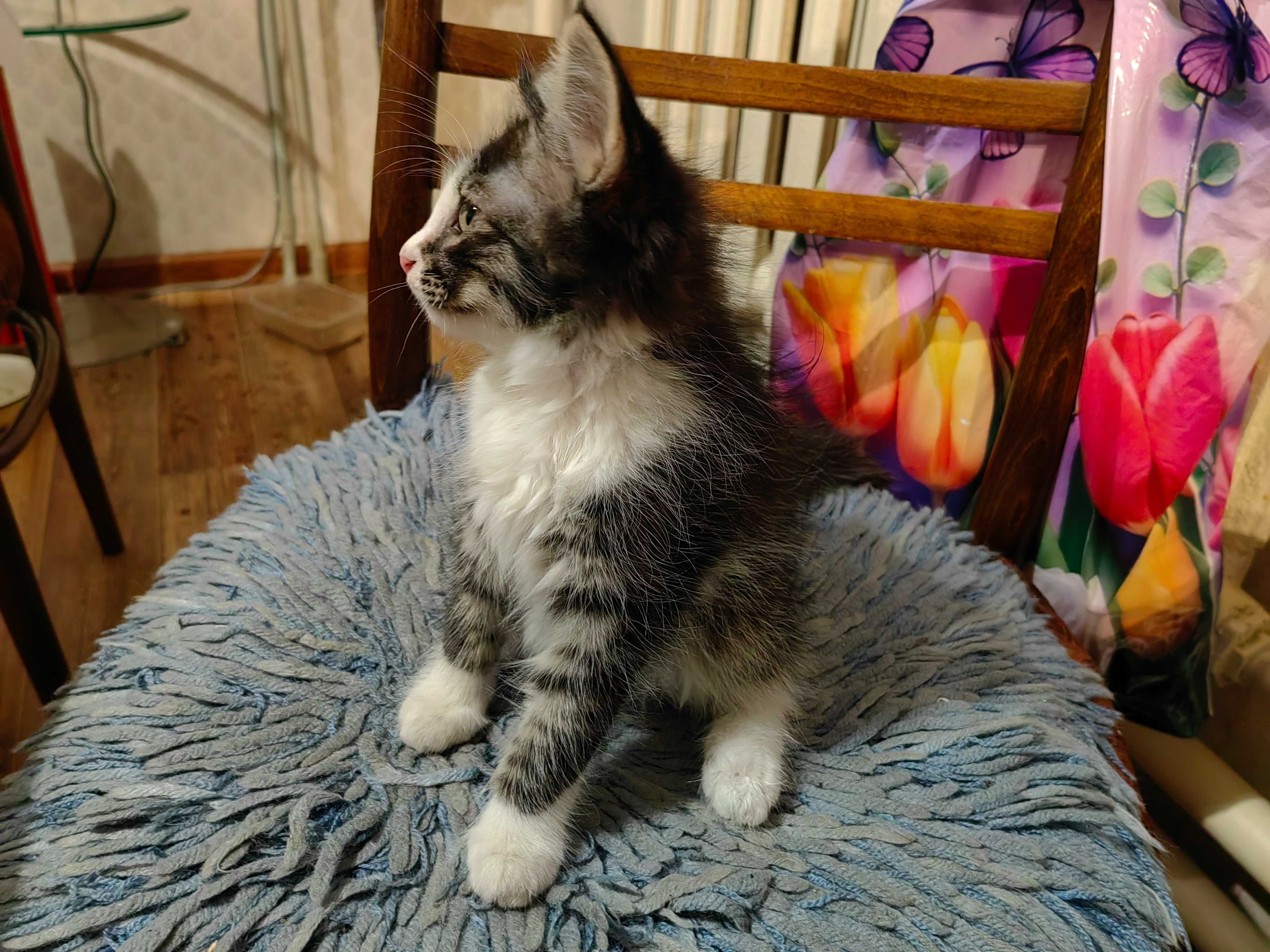 Котята 2 месяца, ищут хороший дом ! Алматы