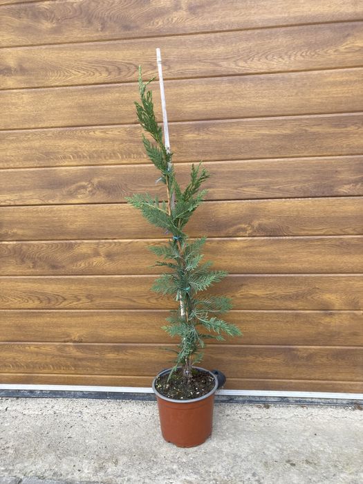 Leylandii - Timisoara - producator local