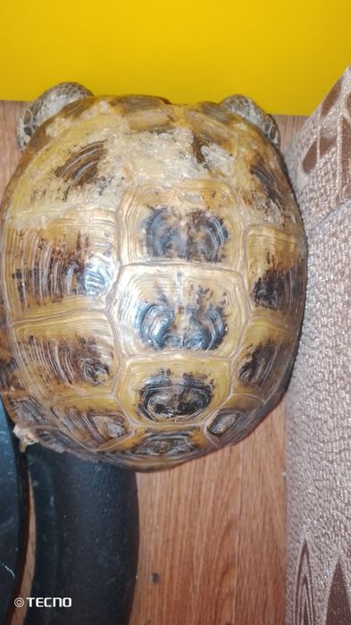 продам старую сухопутную черепаху