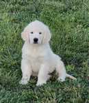 Femela Golden Retriever