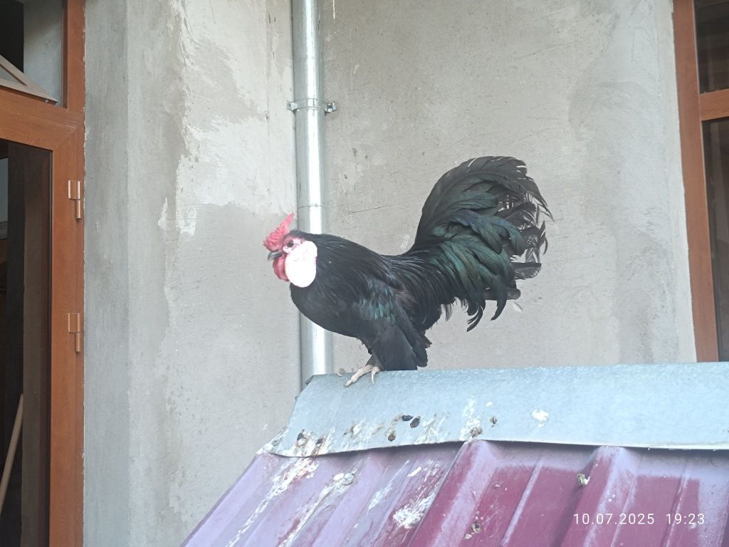 Ko shamo bilan bantam