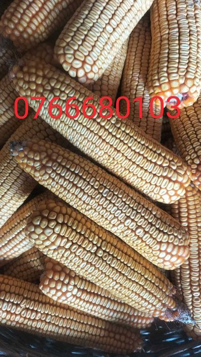 Vând porumb știuleți/boabe