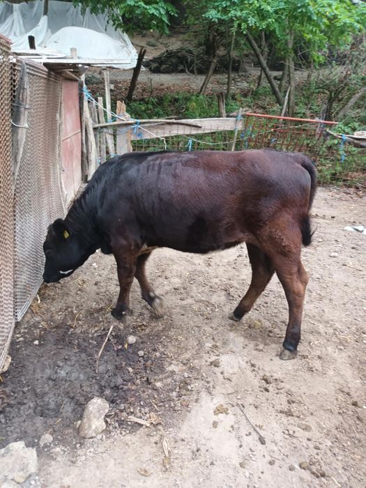 Vitea Angus 9 luni