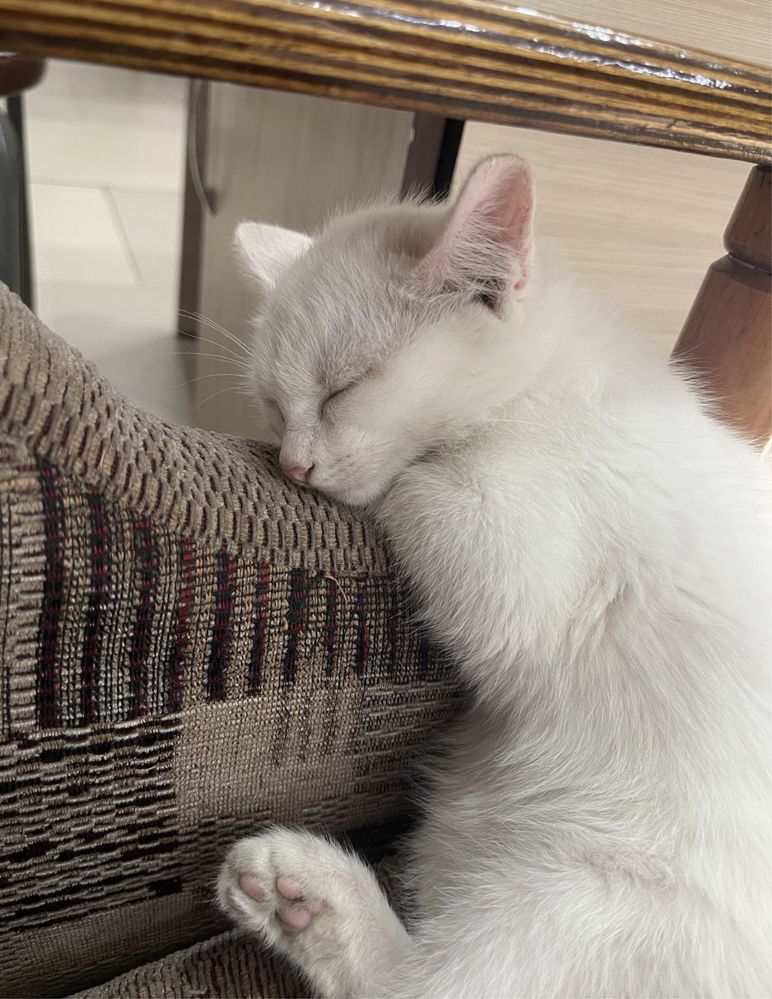 подарю белого котенка