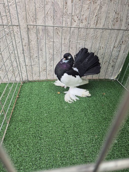 Porumbei jucator de volga