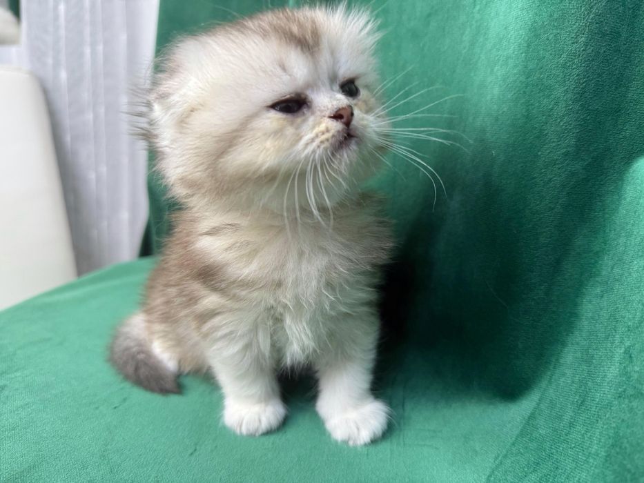 Scottish Fold Longhair