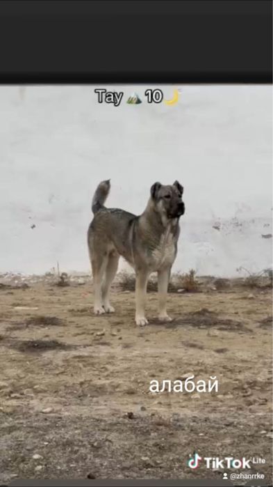 Сабака алабай Тау