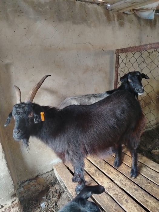 Ешкі сатылады