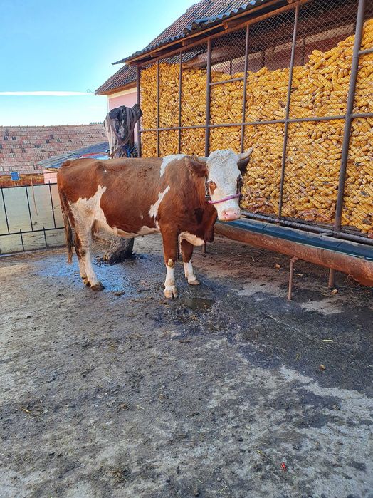 Juninca gestanta  de vânzare