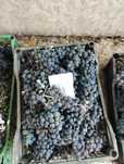 Продам виноград Изабелла