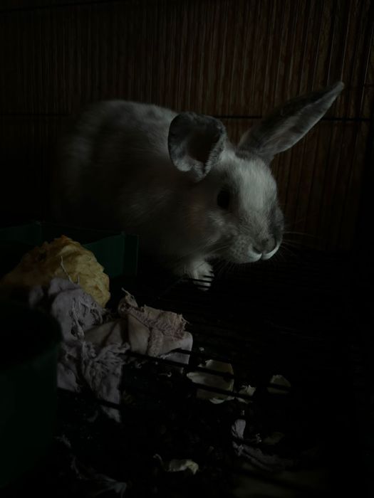 Продам дикоративного кролика