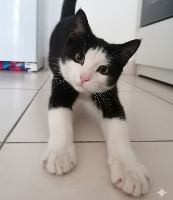 Ласковый, спокойный котик. 5 мес