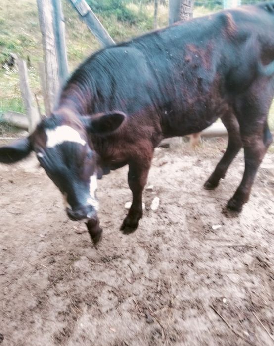 Vițel Angus De Vânzare