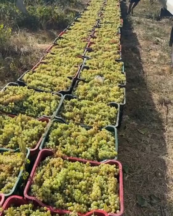 Struguri premium pentru vin direct de la producător
