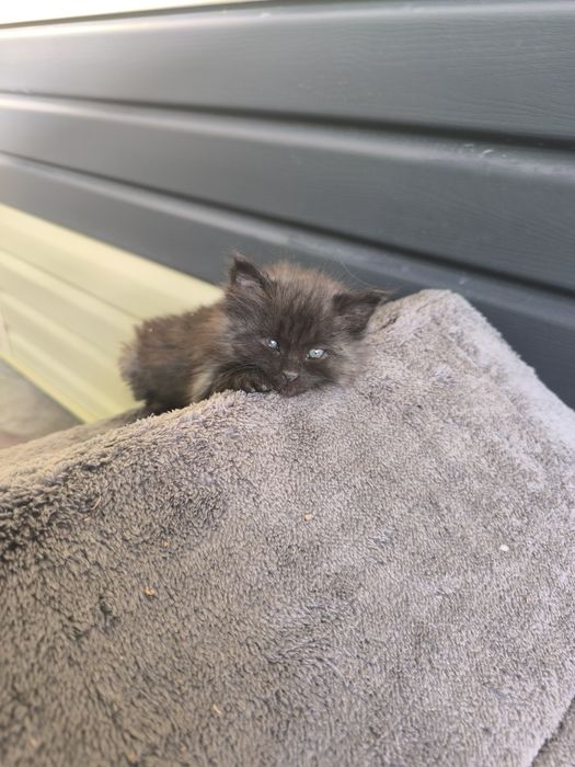 Котёнок бесплатно