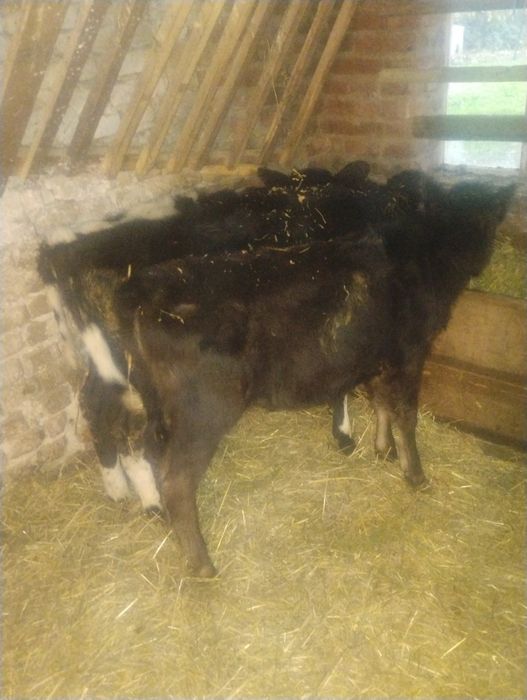 Продавам три  телета