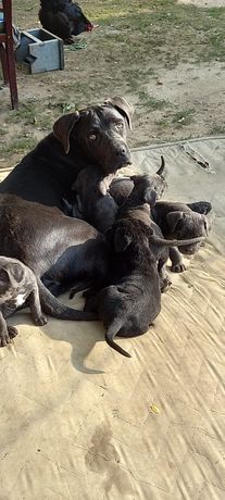 Cățeii cane corso vârstă 5 săptămâni sunt 4 băieți și 2 fete