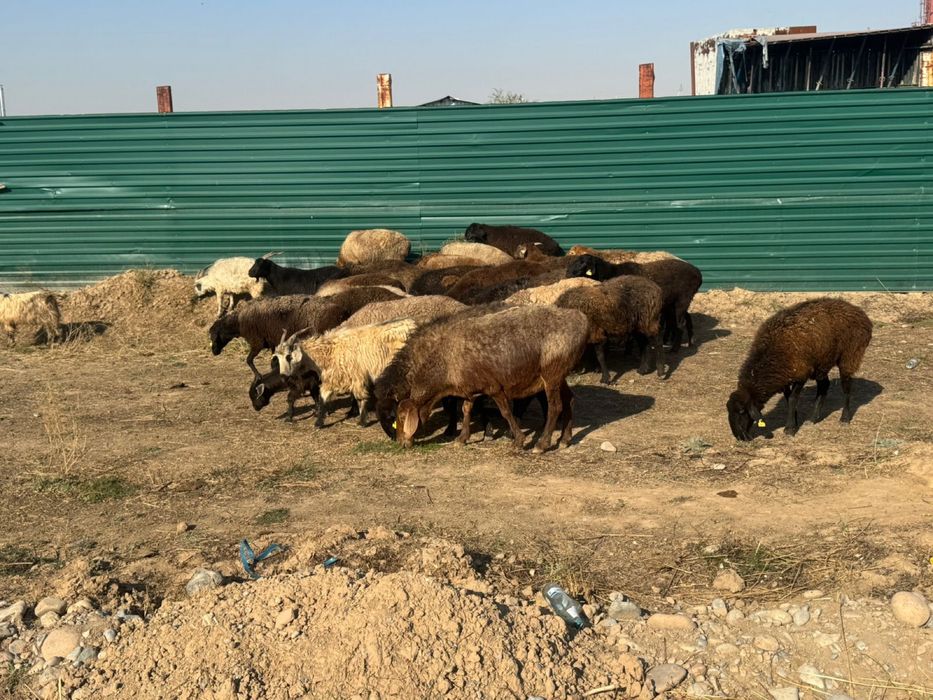 қойлар бар буаз емес Шымкент Туран 1 де тұр