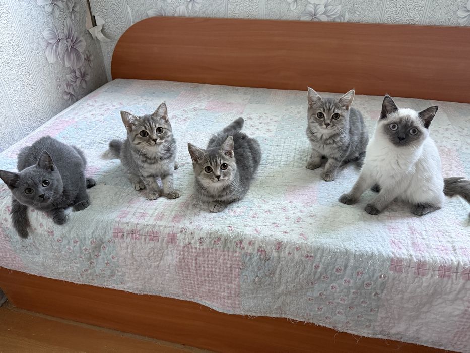 Продавам Малки Британски Късокосмести Котенца
