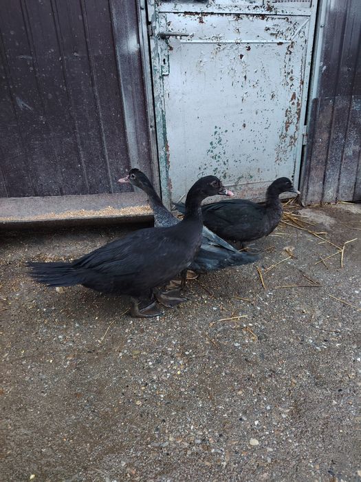 Vând boboci de rata muta