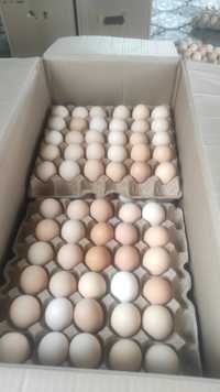 Инкубатционные яйца бройлера
