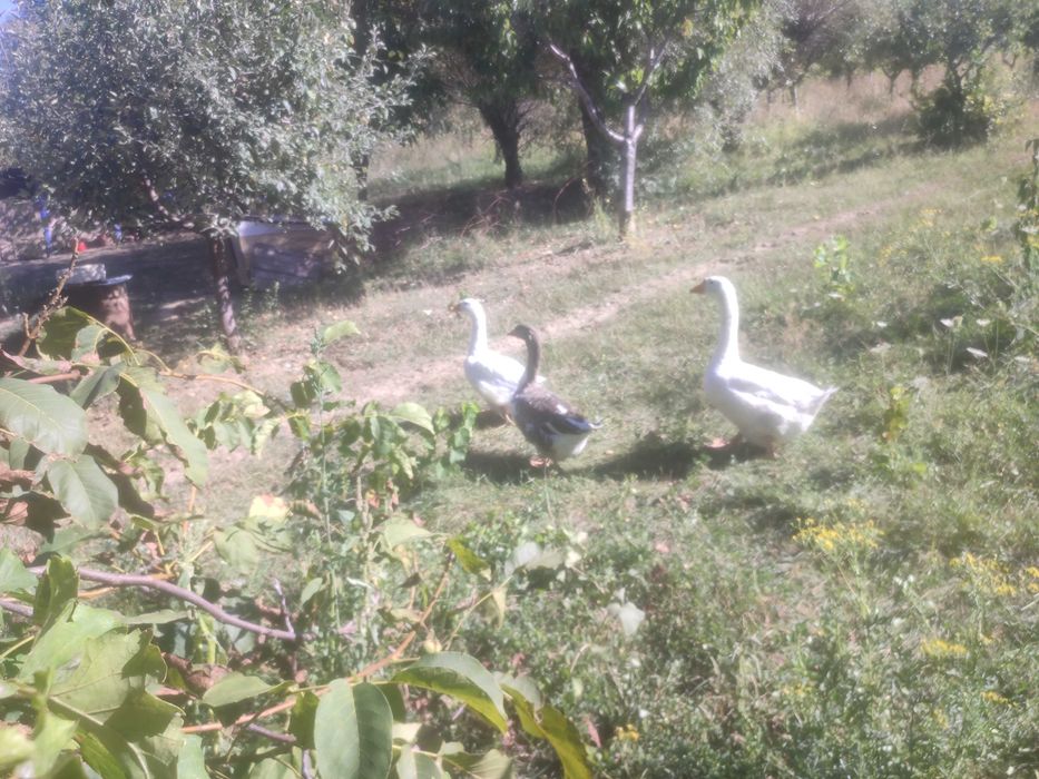 Gâște de vânzare sau schimb pe găini