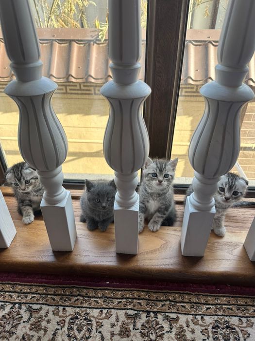 Продается шотландские кошки