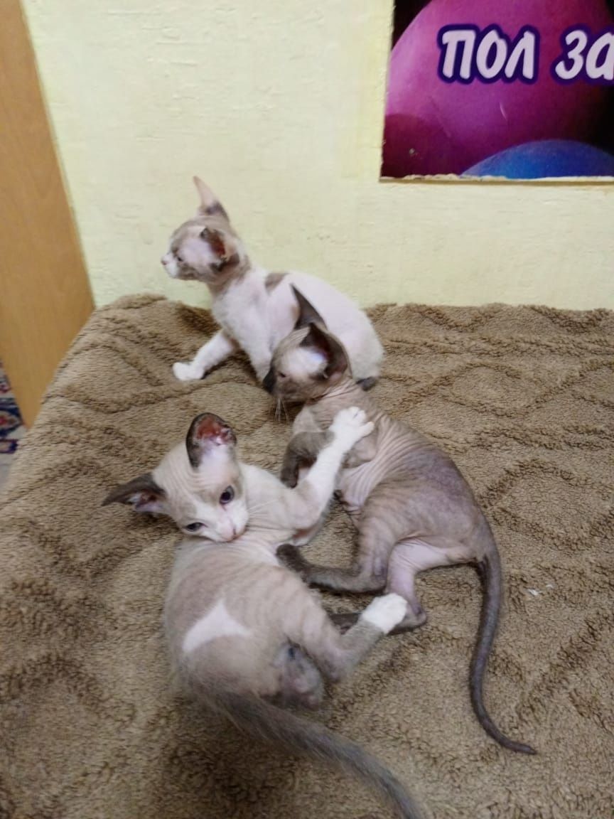Котята сфинксы прдам