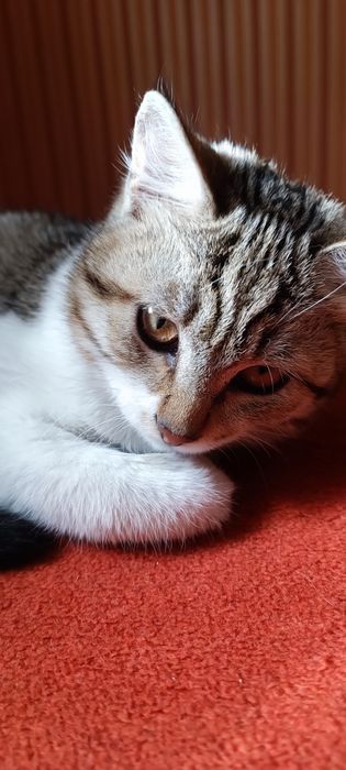 Маленькая кошечка, 4 месяца