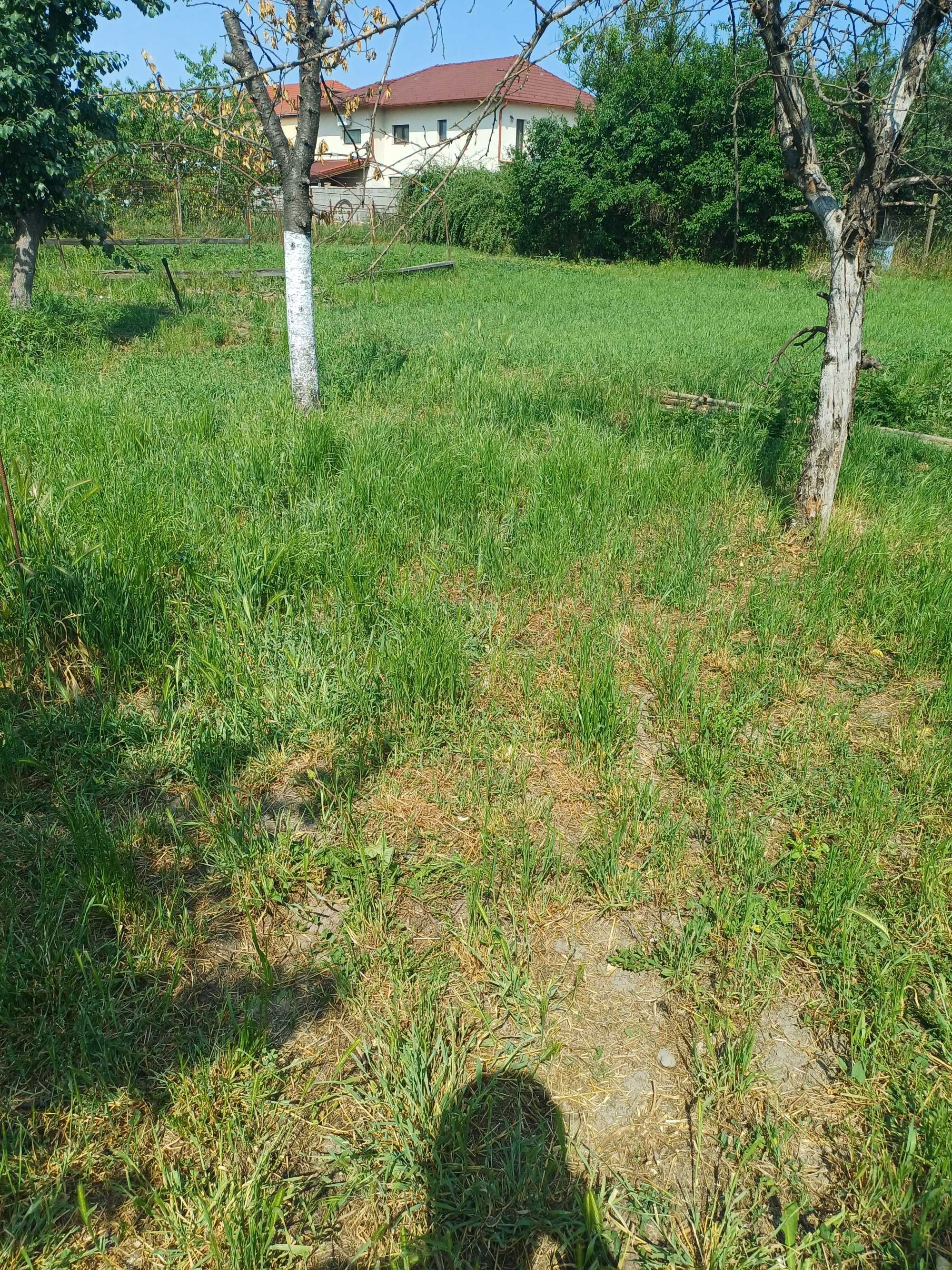 Vand oua gaina de casa in Micalaca Veche