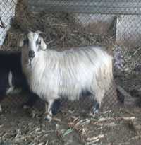 Беременные козы.