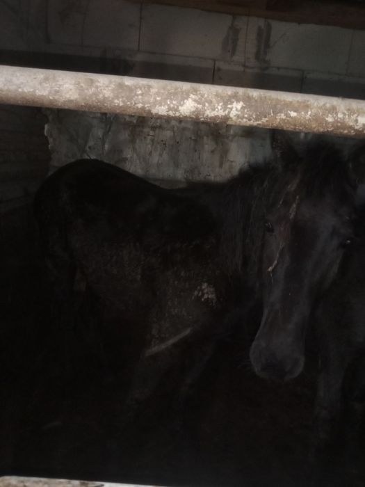 Продам лошадей тайчики