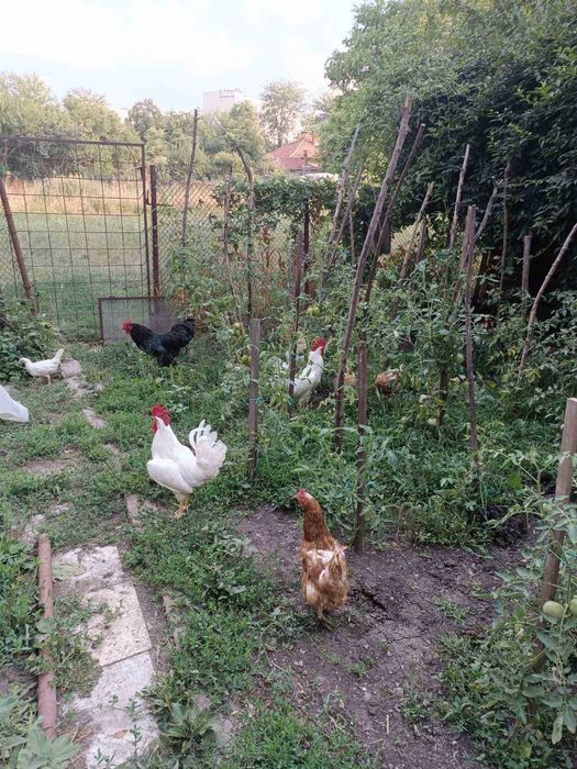 Петли за разплод