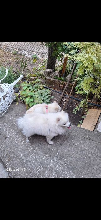 Малки бели Померани