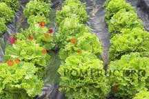 Folie pentru salata 25 mic 30x20 cm 6 randuri