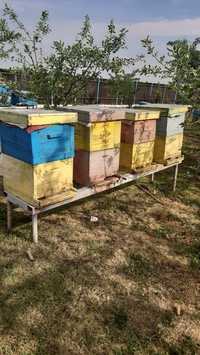 Vând familii de albine (cu sau fără ladă)
