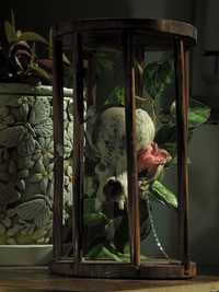 Decorațiune craniu de câine în cușcă de lemn făcut manual