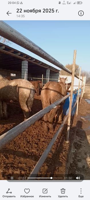 Соғым соямыз арзан бағада