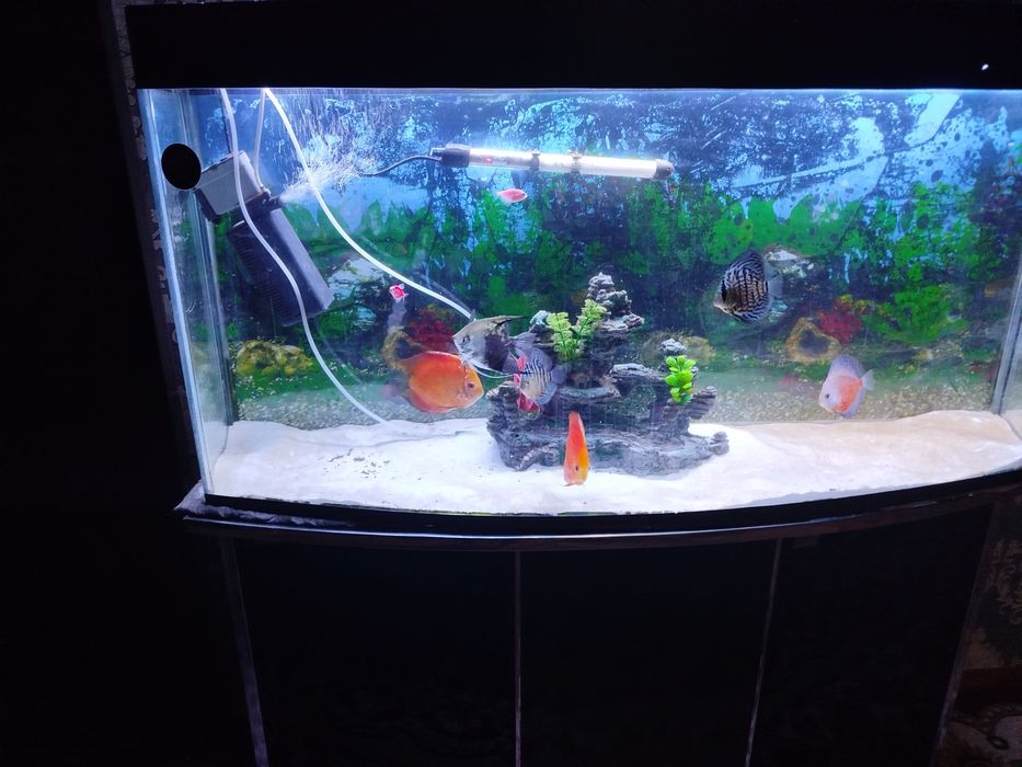 Diskus akvarium bilan komplekt