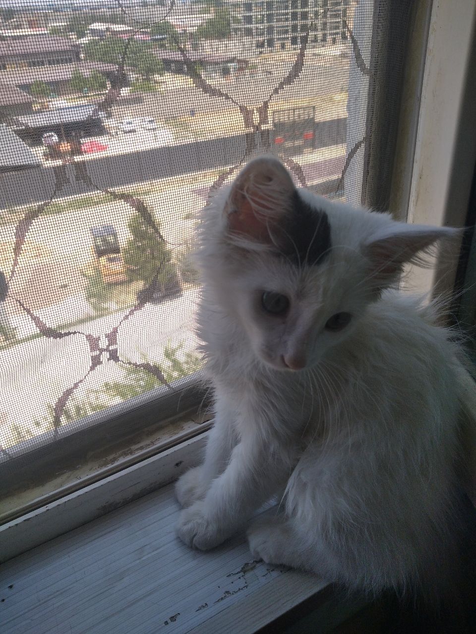 Красивый котик в добрые руки.
