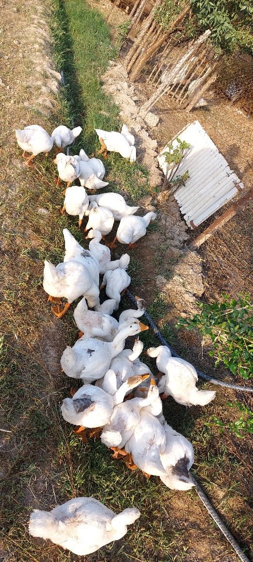 Продам Гусят 23 штуки