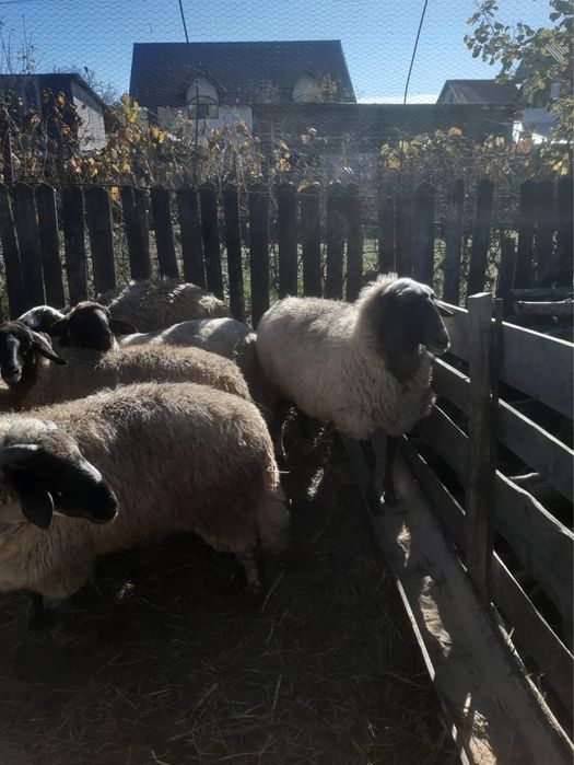 Vand oi carabas doar 3 din ele la alegere